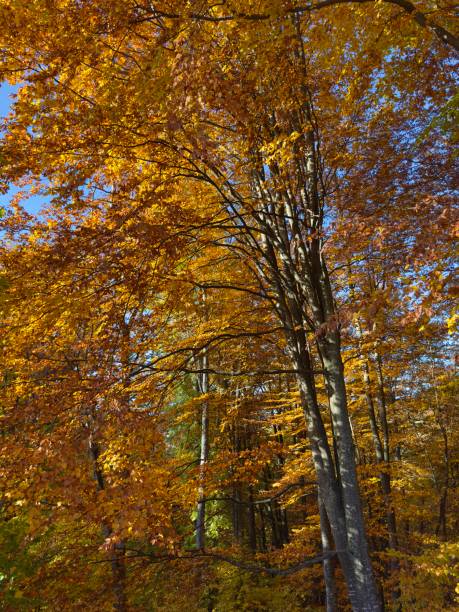 istock Beautiful autumn colors 2182429960