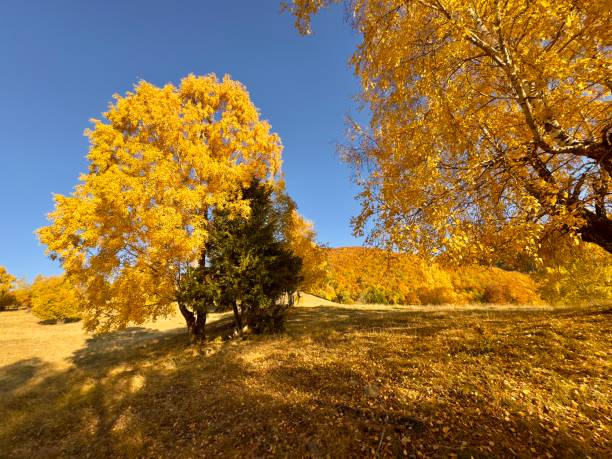 Beautiful autumn landscape in Romania. Rural scene