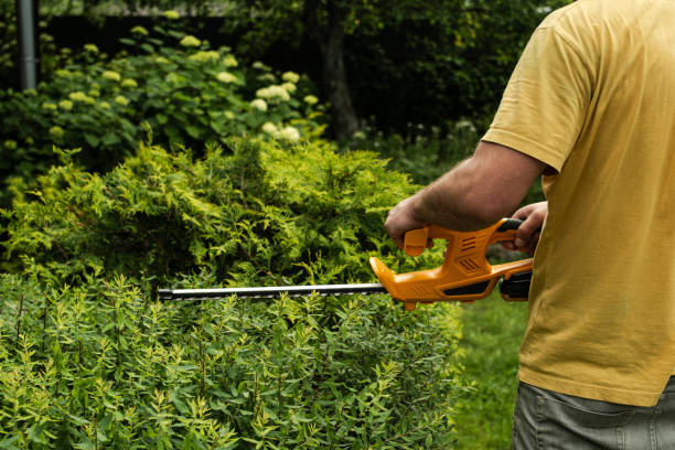 istock Man is using hedge trimmer to cut the bushes in backyard. 2182432077