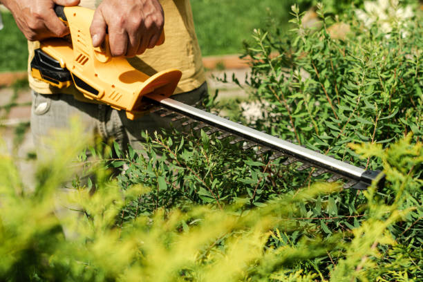 istock Hands using hedge trimmer to cut the bushes in backyard. 2182432247