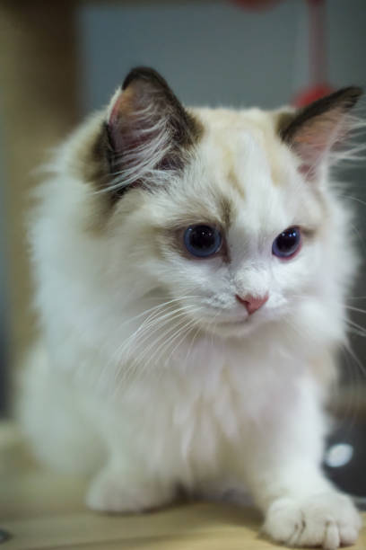 istock Cute, small Ragdoll cat. 3 months old 2182432301