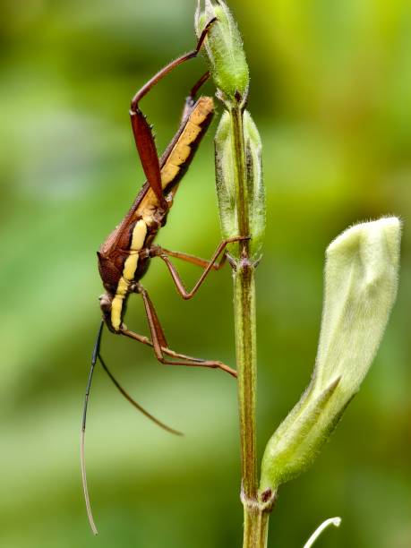 istock Leptocorisa oratorius on plant stem with blurred background 2182432543