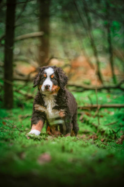 Portrait of Bernese Mountain Dog puppy in forest