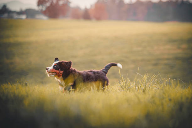 Australian Shepherd puppy standing on green grass surrounded by fallen autumn leaves, fluffy white dog in sunny park with trees in background. High quality photo