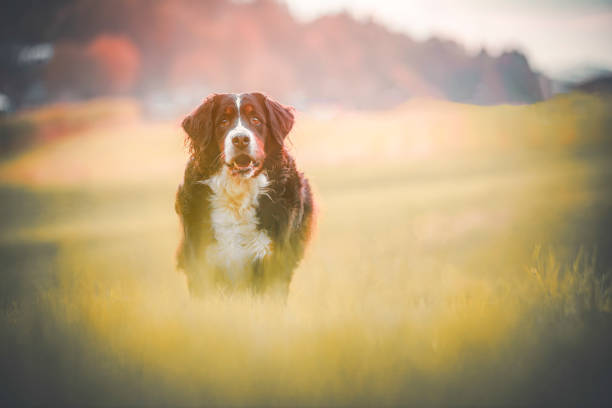 Portrait of Bernese Mountain Dog in forest