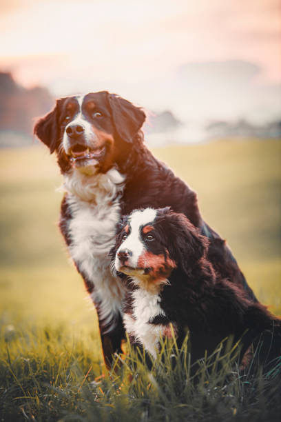 Bernese Mountain Dog and puppy in meadow
