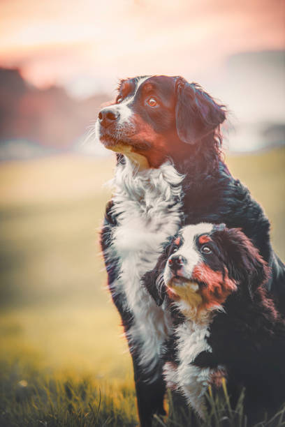 Bernese Mountain Dog and puppy in meadow