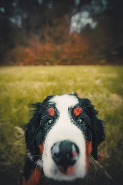 Bernese Mountain Dog puppy on meadow