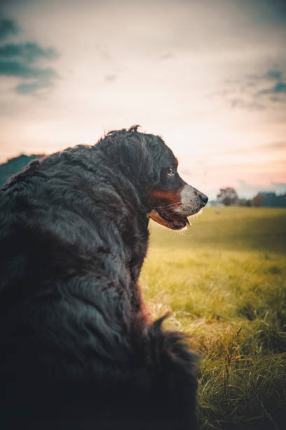 Portrait of Bernese Mountain Dog in forest