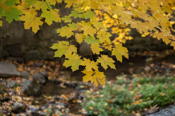 istock Autumn maple leaves against colorful blurry autumn background. 2182435130