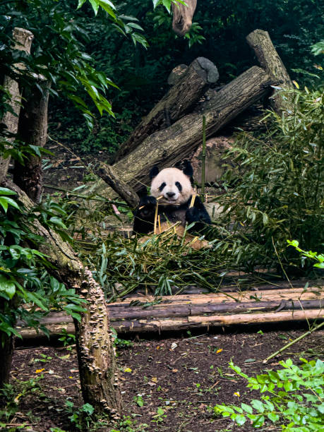 istock giant panda in the forest 2182435601