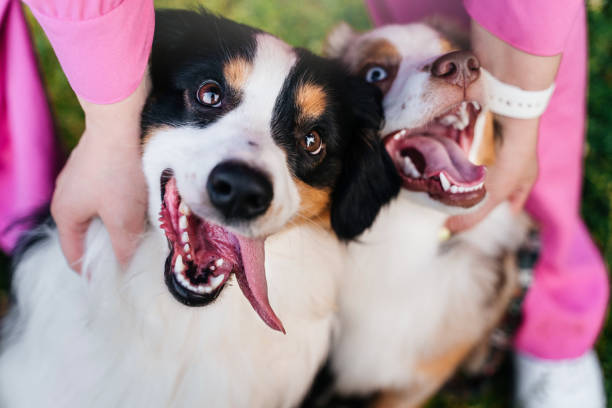 istock Two funny miniature american shepherd near owner 2182436052