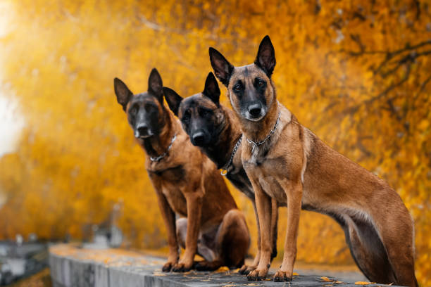 Portrait of 3 Malnois in autumn