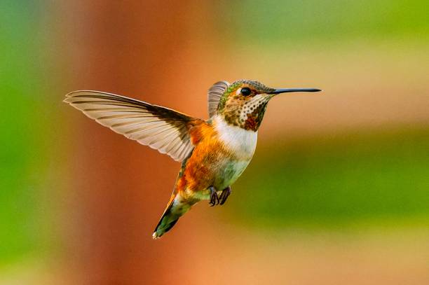 istock Stunning hummingbird mid-flight with a blurred background 2182436751