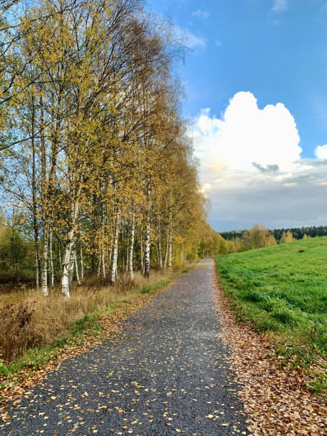 istock Golden Autumn Pathway with Birch Trees 2182438852
