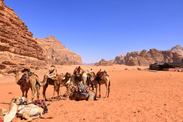 istock Camels in a Wadi Rum desert, Jordan 2182441050
