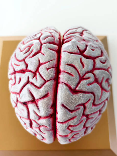istock Anatomical model of the human brain. 2182441370