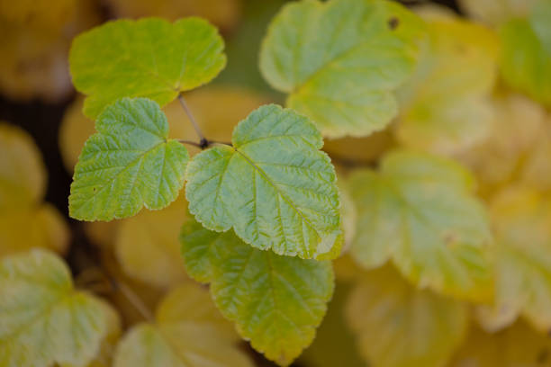 Sunny autumn scenery with plants growing in Latvia. Seasonal scenery of Northern Europe.