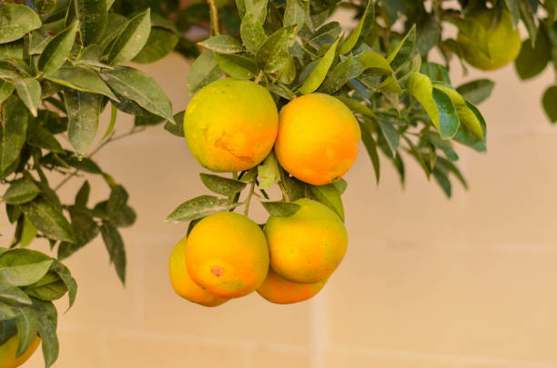 Close-up of nearly ripe oranges on a tree, glowing in the warm sunlight. Perfect for illustrating fresh produce, citrus harvest, or sunny orchard scenes.