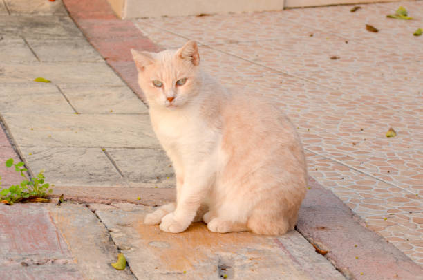 A stray cat sitting calmly on the street, gazing around with curiosity. The soft sunlight highlights its fur, creating a serene moment in an urban setting. Perfect for themes of urban wildlife.