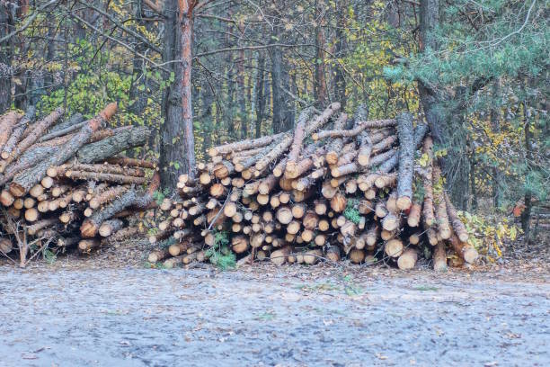 istock a pile of brown pine tree logs on the gray ground 2182443492