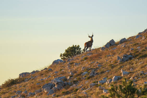 istock A young deer on the ridge looks around. 2182444057