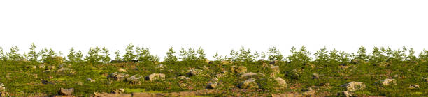 A grassy hillside with rocks and trees on top of it on a white background. 3D rendering illustration
