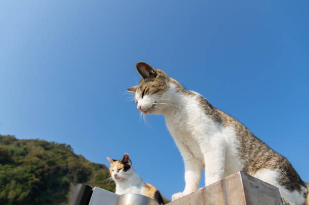 istock Cute cat sitting on the embankment 2182444675