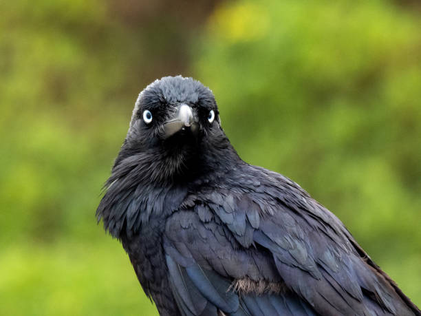 An Australian raven perched on the built structure at Mill Stream Lookout, Botany Bay.  This is one of a pair of ravens frequently seen around Botany Bay and Sydney Kingsford Smith Airport.  They were searching for food to feed their offspring.  This image was taken on an overcast and rainy afternoon on 2 November 2024.