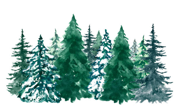 istock Watercolor pine trees background. Banner with hand painted pine forest, isolated. Snow winter wonderland illustration for Christmas. 2182445021