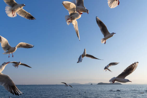 istock Black-headed gulls flying in the sky 2182445240