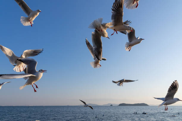 istock Black-headed gulls flying in the sky 2182445254