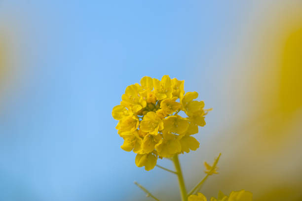 Beautiful rapeseed flowers in full bloom