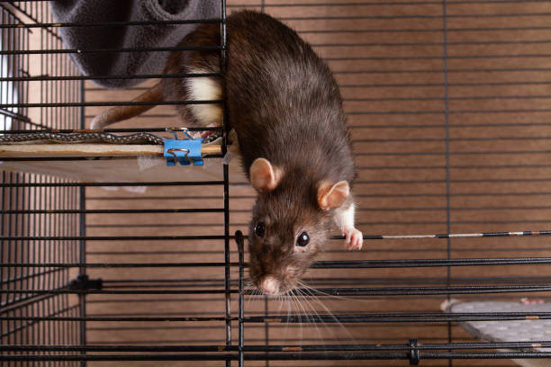 A pet rat (fancy rat) comes out of its cage. She holds on to the bars of the cage with her paws. Close-up.