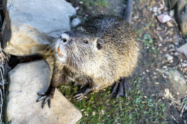 An otter or nutria stands on its hind legs on a lawn close-up.