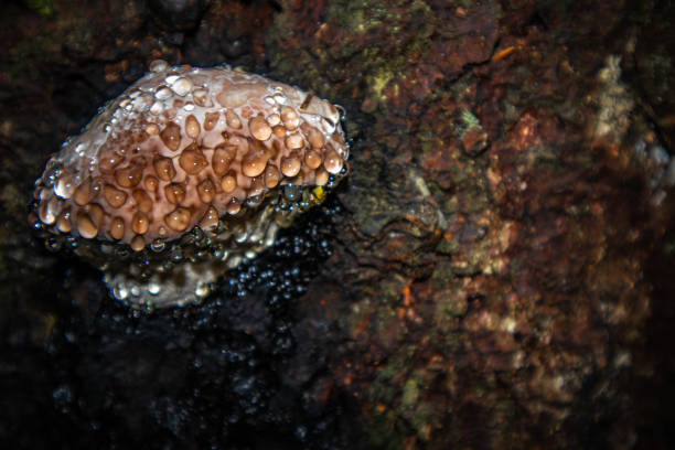 fomitopsis pinicola, pine polypore, the tinder fungus is bordered0 weeping mushroom, mushroom, nature, forest, tree, wood, autumn, fungi, food, brown, mushrooms, plant, woods, macro, close-up, closeup, grass, yellow