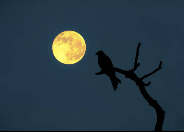 istock Dramatic Halloween sky with full moon and crow on tree branch silhouette 2182448421