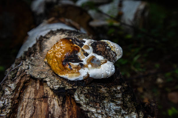 fomitopsis pinicola, pine polypore, the tinder fungus is bordered0 weeping mushroom, mushroom, nature, forest, tree, wood, autumn, fungi, food, brown, mushrooms, plant, woods, macro, close-up, closeup, grass, yellow
