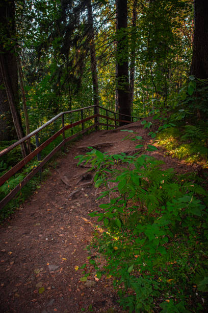 forest, nature, tree, trees, green, path, woods, landscape, rainforest, wood, leaf, park, summer, autumn, outdoors, environment, trail, leaves, wilderness, moss, foliage, spring, jungle, natural, plant, road, pathway, walk, lane, country, way, rural, outdoor, fall, pine, woodland, sun, trunk, hiking, light