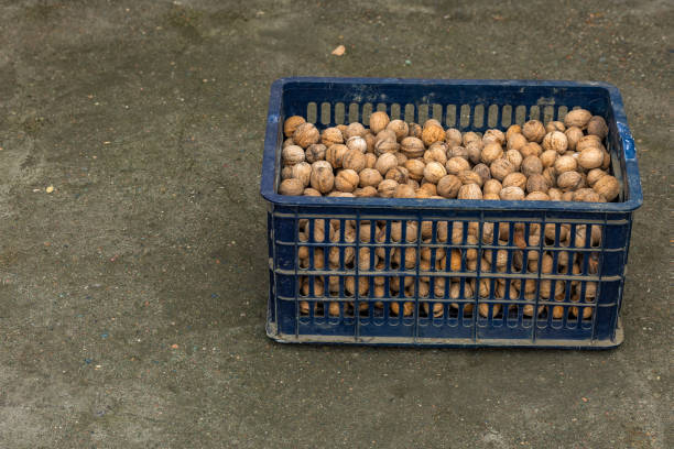 plastic crate full of unpeeled walnuts on concrete floor.