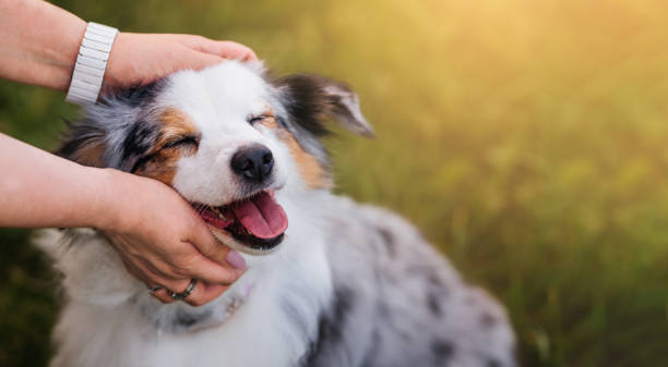 Female hands petting happy marble dog.