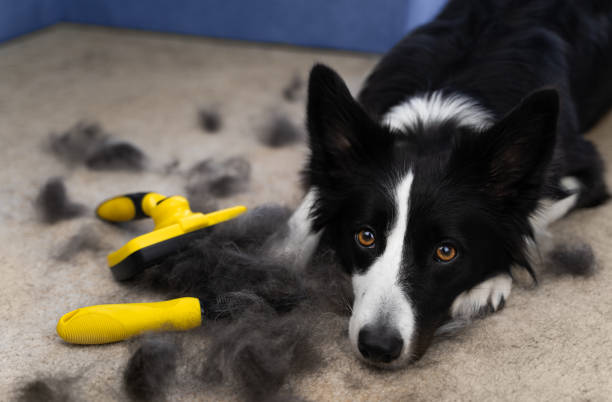 Dog sits next to his shedded fur