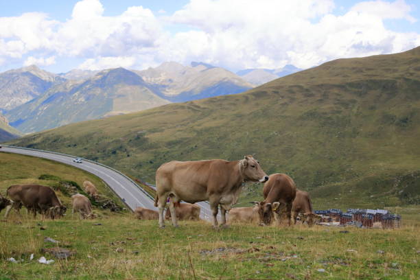 istock cows in the Pyrenees in Andorra 2182451044