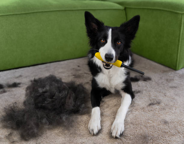 A smart border collie brought a comb and is waiting to be combed.