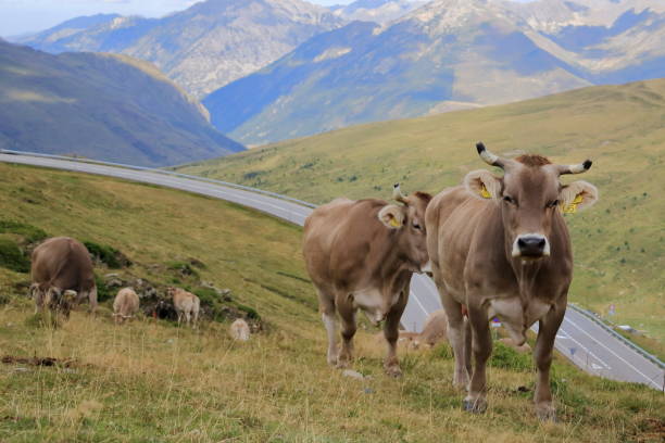 istock cows in the Pyrenees in Andorra 2182451064