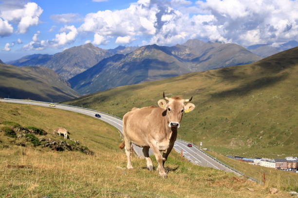 istock cows in the Pyrenees in Andorra 2182451122