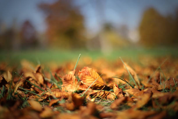 Autumn leaves in the grass