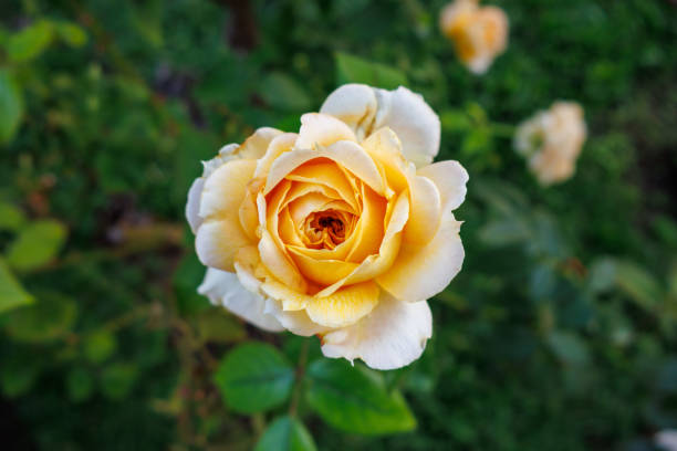 Close-up rose photo