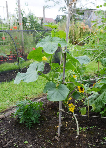 istock Cucumber plant climbing a bamboo cane wigwam 2182452817