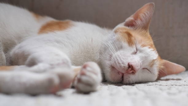 istock domestic cat is sleeping on a white mat 2182453179
